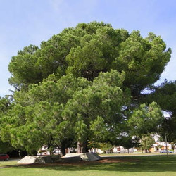 Dos árboles con curiosas historias en el Parque Municipal