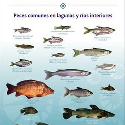 Información para pescadores: Especies Ictícolas la provincia de Buenos Aires